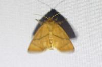 Apoda limacodes
