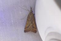 Synaphe punctalis