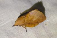 Gastropacha quercifolia
