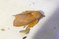 Gastropacha quercifolia