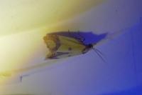 Agapeta zoegana
