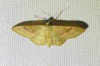 Idaea rubraria