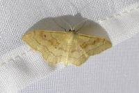 Idaea rubraria