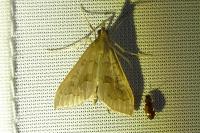 Mecyna asinalis