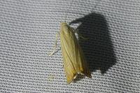 Chrysoteuchia culmella