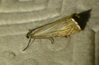 Chrysoteuchia culmella
