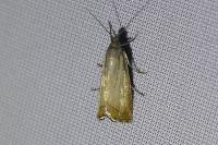 Chrysoteuchia culmella
