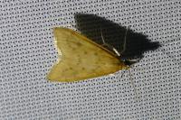 Udea ferrugalis