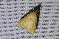 Udea ferrugalis