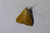Udea ferrugalis