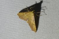 Endotricha flammealis