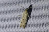 Phycitodes
