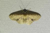 Idaea dimidiata