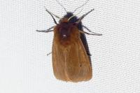 Phragmatobia fuliginosa