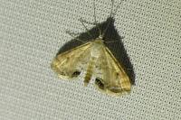 Cataclysta lemnata