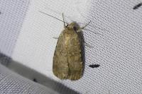 Spodoptera exigua
