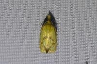 Agapeta hamana