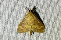 Ostrinia nubilalis/scapulalis