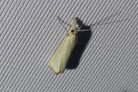 Agriphila straminella
