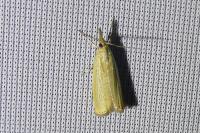 Agriphila straminella