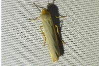 Manulea complana