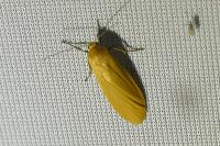 Wittia sororcula