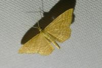 Idaea ochrata