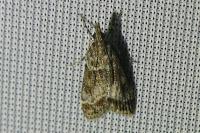 Eudonia mercurella