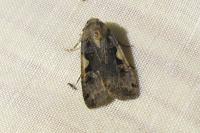 Xestia c-nigrum