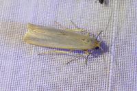 Eilema caniola