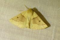 Crocallis elinguaria