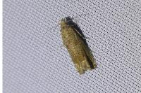 Eucosma