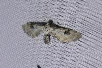 Eupithecia centaureata