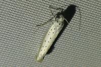 Yponomeuta padella