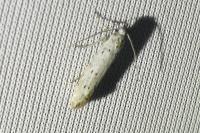 Yponomeuta