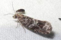 Ancylis achatana