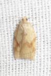 Acleris ferrugana/notana