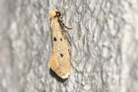 Tinea trinotella