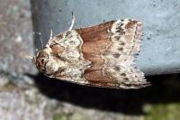 Nycteola siculana