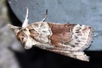 Nycteola siculana