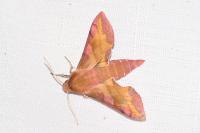 Deilephila porcellus