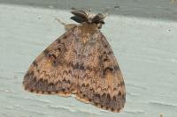 Lymantria dispar