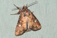 Mesapamea secalella/secalis