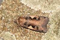 Xestia c-nigrum