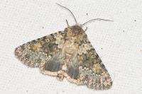Hecatera dysodea