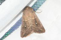 Mythimna albipuncta