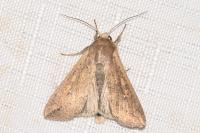 Mythimna unipuncta