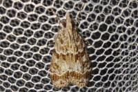 Eudonia mercurella