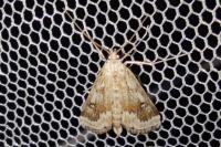Parapoynx stratiotata