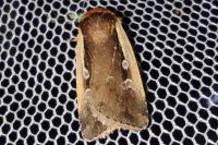 Ochropleura plecta